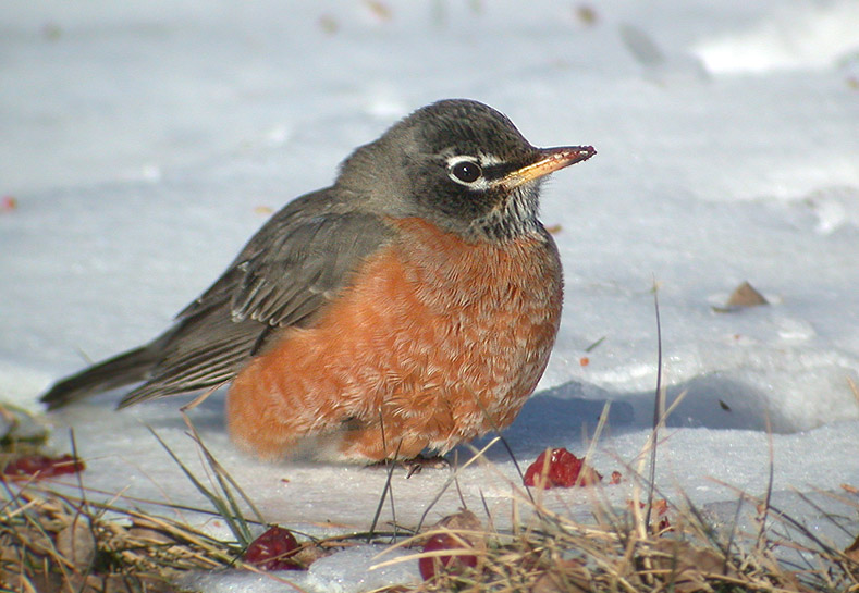 Wisconsin Winter Birds