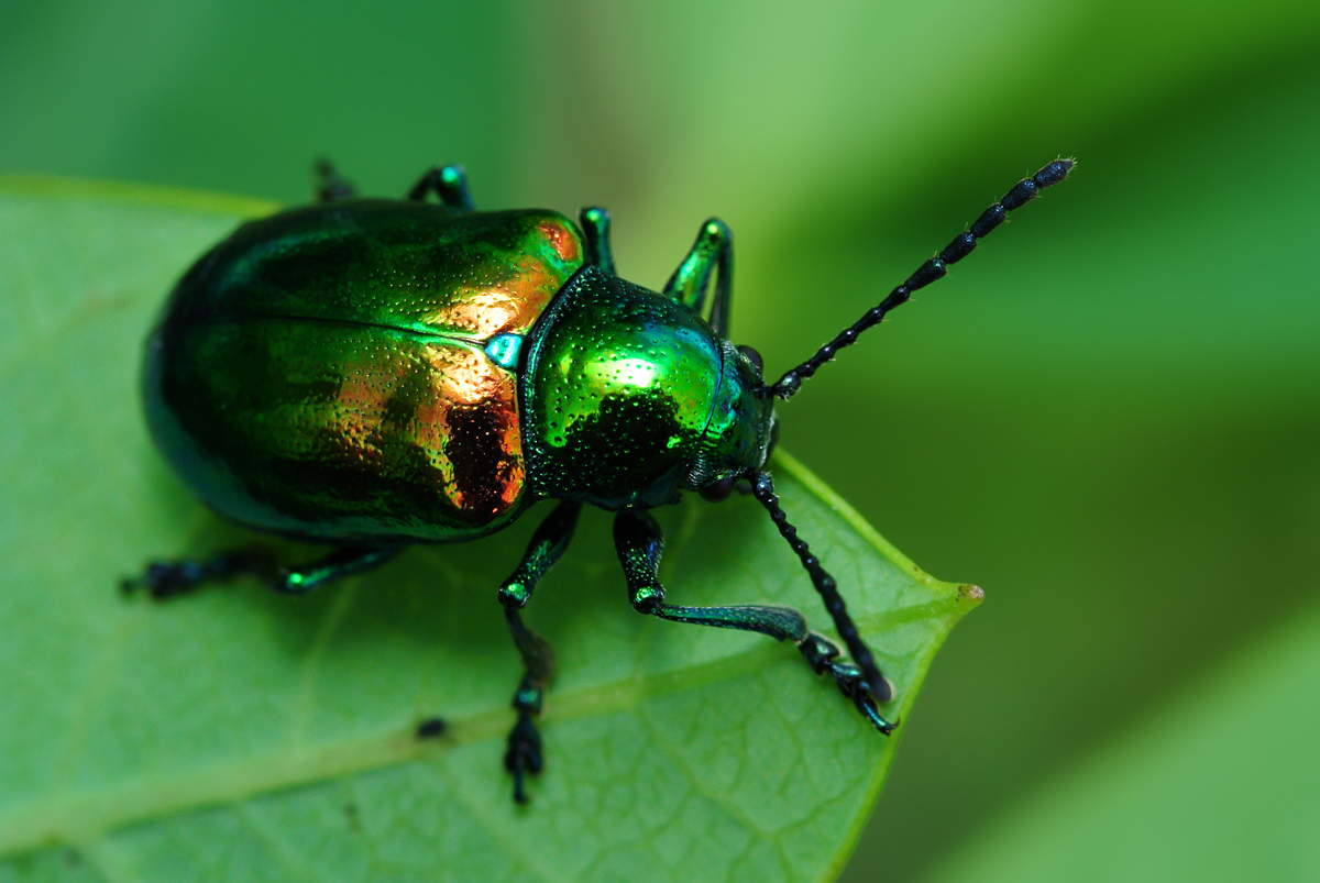 Dog Bane Leaf Beetle