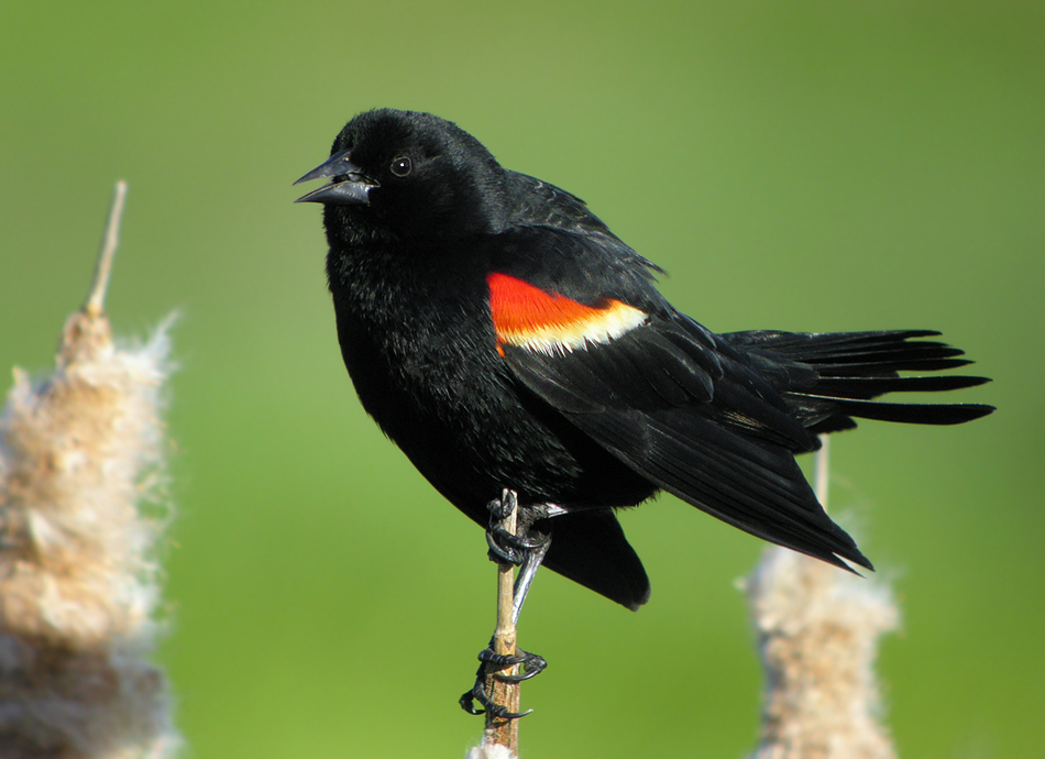 Máistir Nádúraí: Marsh Birds